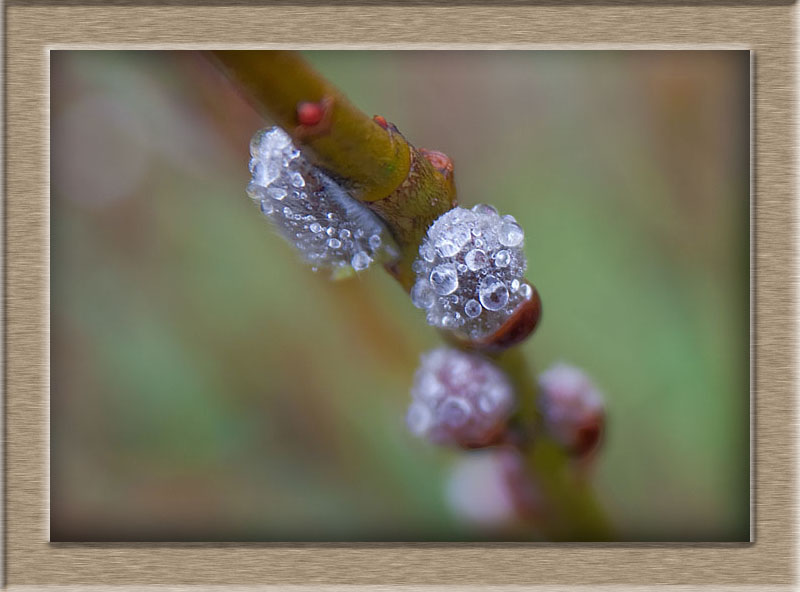 春雨_c0153969_7162850.jpg