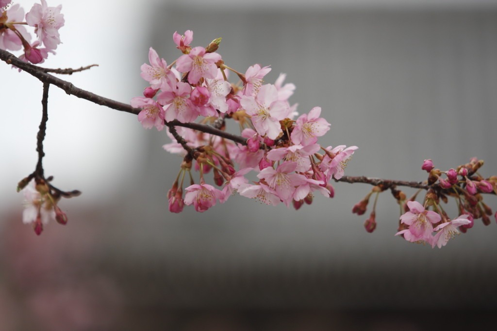 3/20 岡山・妙林寺③_e0174074_6103737.jpg