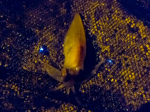 c0203681_1639279.jpg