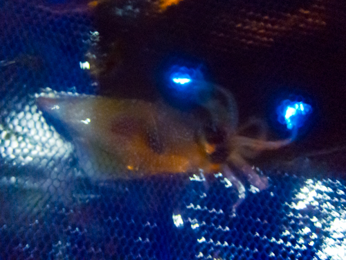 c0203681_16433512.jpg