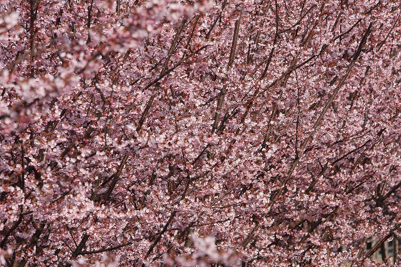 f0140087_1085637.jpg