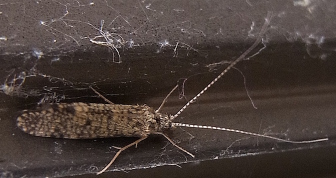 わかんない蛾 蛾ではなくてトビケラの仲間でした 写ればおっけー コンデジで虫写真