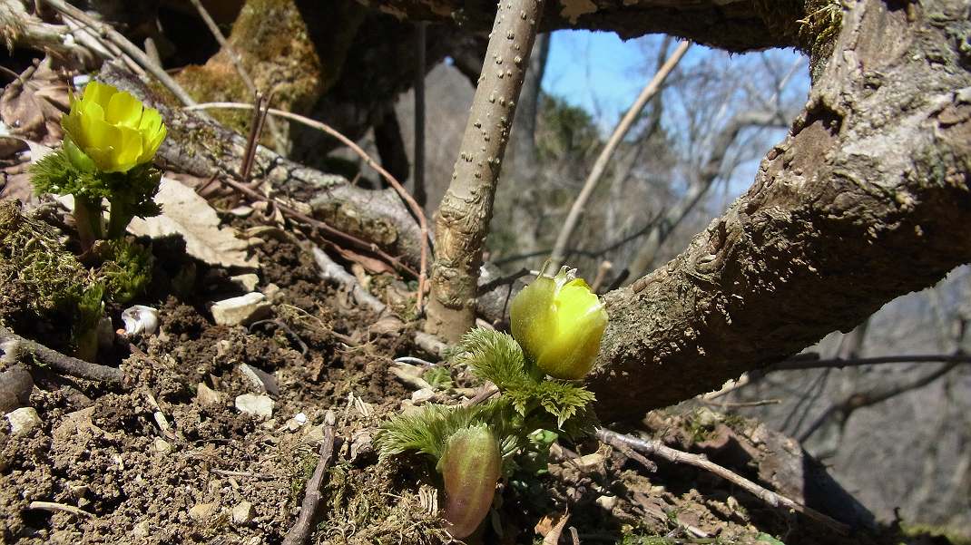 藤原岳 2012.3.21.その４_a0152692_17571236.jpg