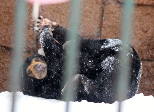 雪玉で遊ぶウメキチ_c0155902_9185969.jpg