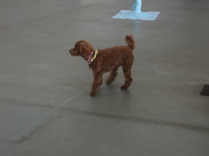 犬 見 知 り_c0226202_10504372.jpg