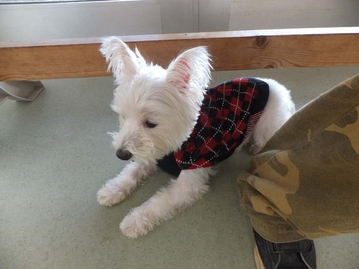 犬 見 知 り_c0226202_10515240.jpg