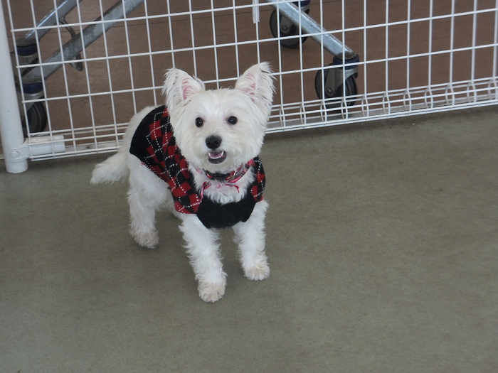 犬 見 知 り_c0226202_10531534.jpg