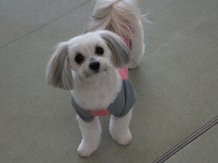 犬 見 知 り_c0226202_10593189.jpg