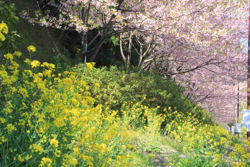 花便り～③丸子の河津桜_a0188405_1545011.jpg