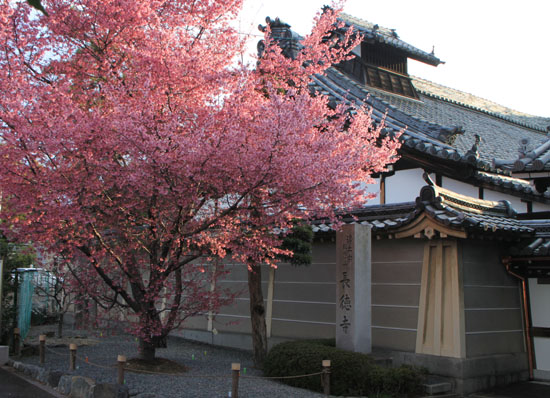 長徳寺 おかめざくら_e0048413_212533.jpg