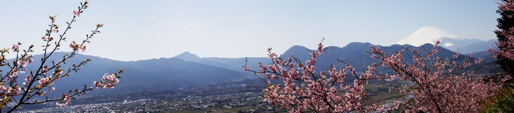 河津桜_c0073016_23135860.jpg