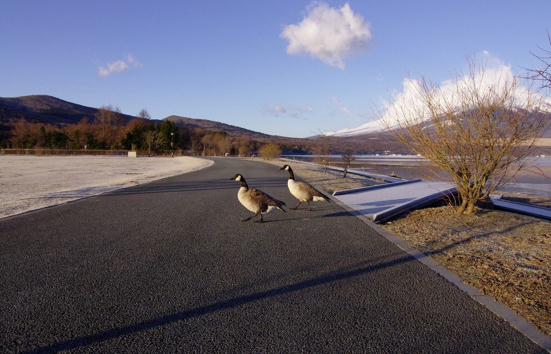Canada Goose：カナダガン（シジュウカラガン）とMt.Fuji！♪_a0031821_1711915.jpg