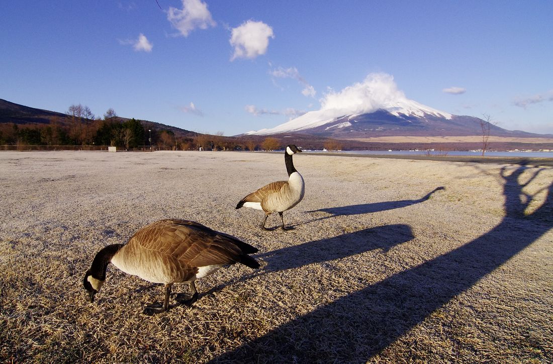 Canada Goose：カナダガン（シジュウカラガン）とMt.Fuji！♪_a0031821_171445.jpg