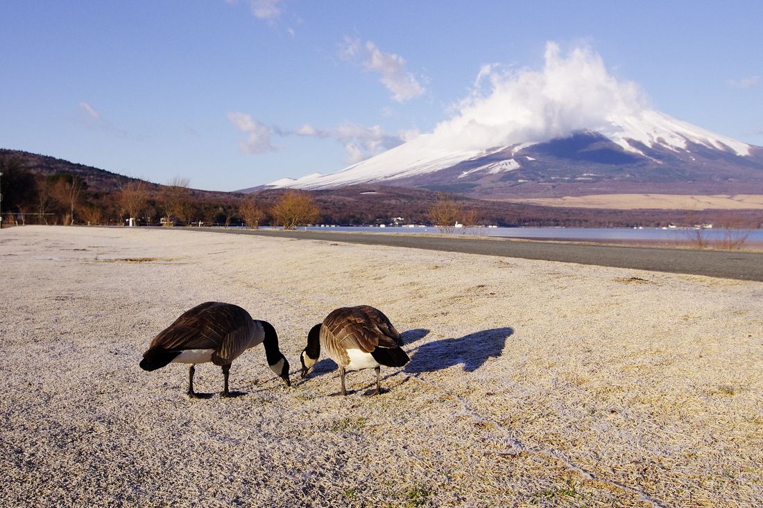 Canada Goose：カナダガン（シジュウカラガン）とMt.Fuji！♪_a0031821_17162474.jpg