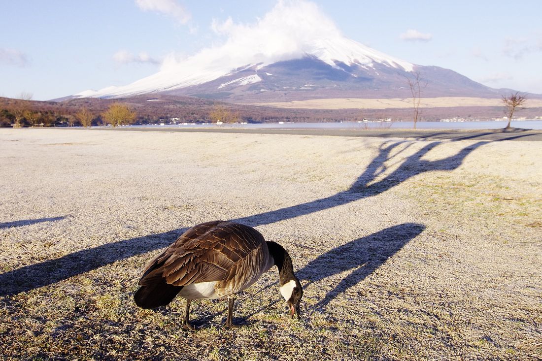 Canada Goose：カナダガン（シジュウカラガン）とMt.Fuji！♪_a0031821_17191967.jpg