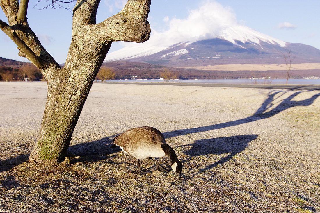 Canada Goose：カナダガン（シジュウカラガン）とMt.Fuji！♪_a0031821_1726341.jpg