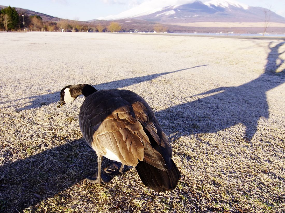 Canada Goose：カナダガン（シジュウカラガン）とMt.Fuji！♪_a0031821_1730132.jpg