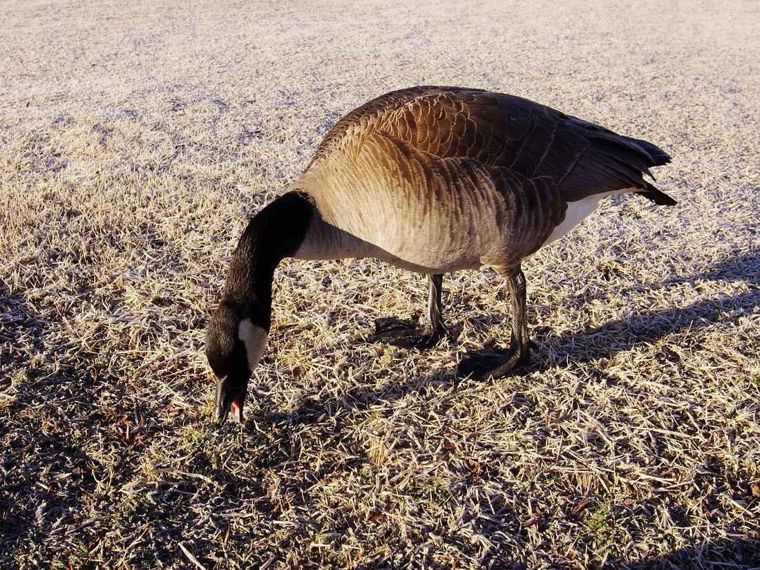 Canada Goose：カナダガン（シジュウカラガン）とMt.Fuji！♪_a0031821_1732211.jpg