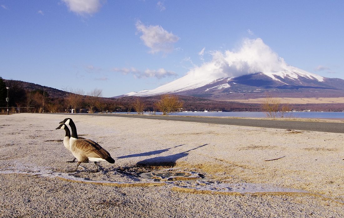 Canada Goose：カナダガン（シジュウカラガン）とMt.Fuji！♪_a0031821_17362658.jpg