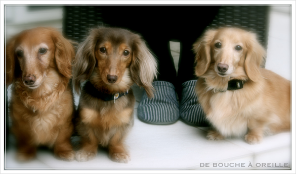 trois chiennes_d0184921_1283215.jpg