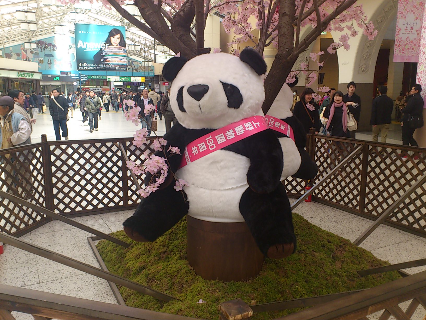 桜&パンダ_e0124021_17302047.jpg