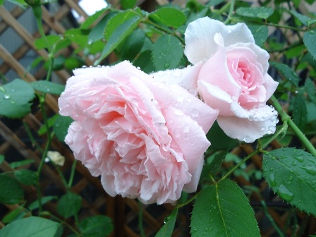 早春の雨 育花雨 ビートルズ レイン Doriのお気に入り 早春の雨 育花雨 ビートルズ レイン Doriのお気に入り