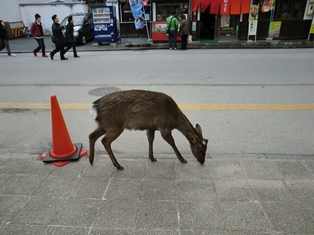 宮島　食と歴史の旅１　2012.3.11_d0130927_14203243.jpg