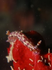 12.3.25 ワカリビーサ・・?_b0100730_21182961.jpg