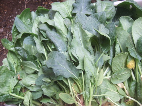 ダイコン白菜に代わり...3月の葉物野菜_b0137932_14344766.jpg