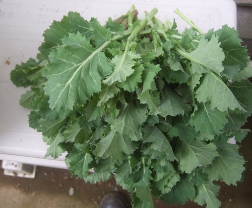 ダイコン白菜に代わり...3月の葉物野菜_b0137932_14354439.jpg