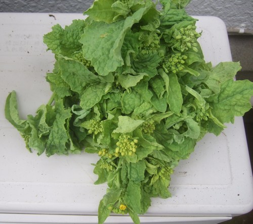 ダイコン白菜に代わり...3月の葉物野菜_b0137932_14355360.jpg
