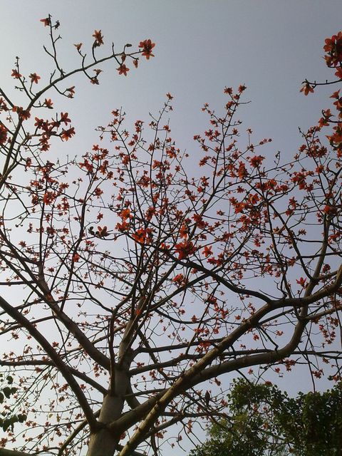 キワタノキの花　　Bombax Blossoms 木棉花 木棉花_f0115036_2285775.jpg