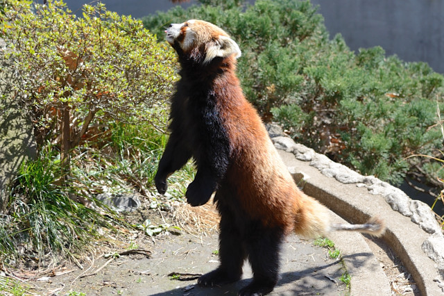 野毛山動物園に行って来ました。（その１）_c0165640_1184365.jpg