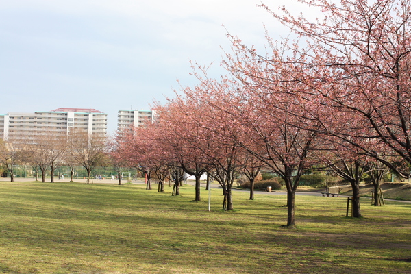 高洲中央公園の河津桜 浦安フォト日記 高洲中央公園の河津桜 浦安フォト日記
