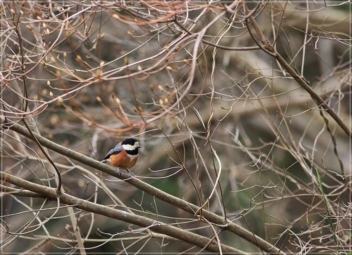 初めて見る野鳥です。_c0188951_1631068.jpg