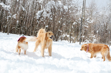 woofさん2日目♪ まだまだまだまだ雪遊び♪_f0044853_0305222.jpg