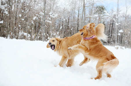 woofさん2日目♪ まだまだまだまだ雪遊び♪_f0044853_0325052.jpg