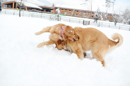 woofさん2日目♪ まだまだまだまだ雪遊び♪_f0044853_0331666.jpg
