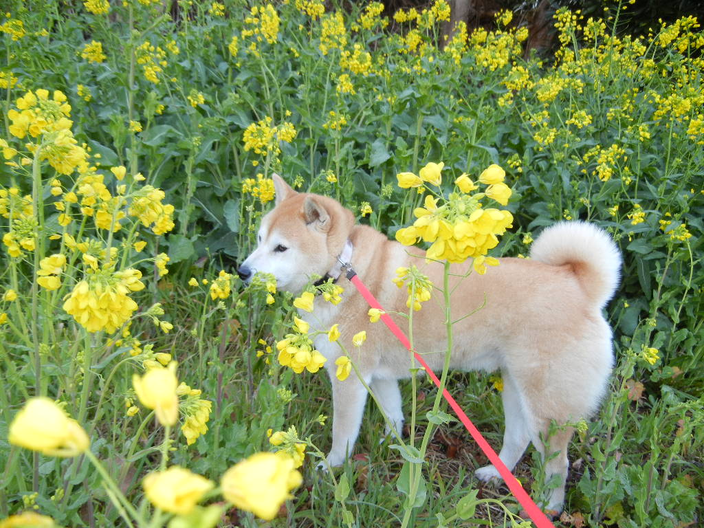 ２０１２年３月２５日（日）黄色いお花が満開！_f0060461_1305125.jpg