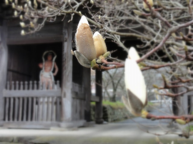 熊谷寺・蜂須賀さくらで彩り_a0148866_9462424.jpg