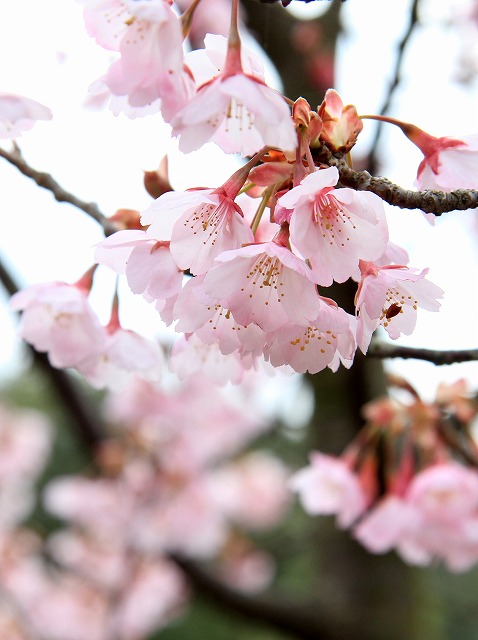 熊谷寺・蜂須賀さくらで彩り_a0148866_9465936.jpg