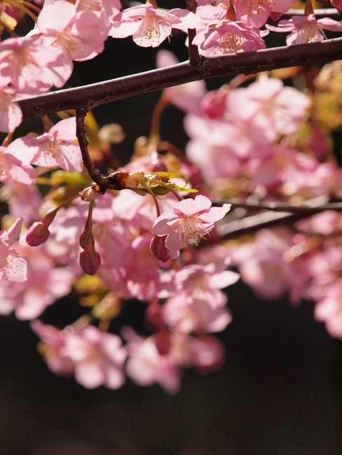 河津桜_e0248566_21285797.jpg