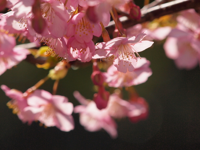 河津桜_e0248566_2130687.jpg