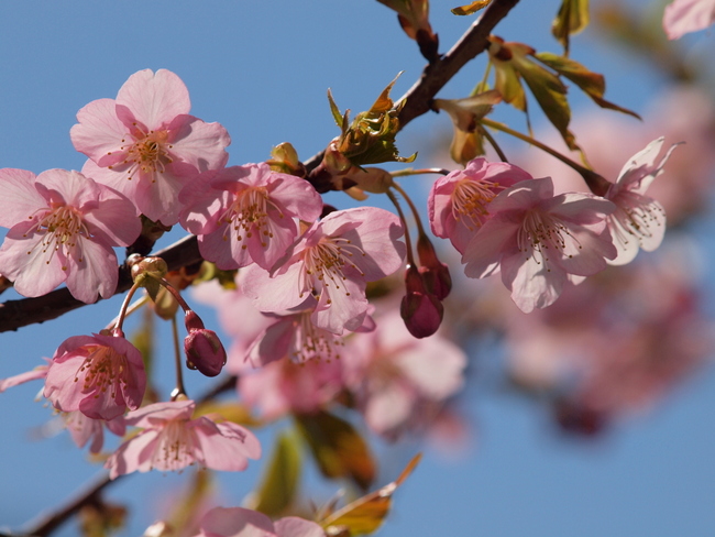 河津桜_e0248566_2131358.jpg