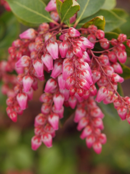 馬酔木 （あせび） －Pieris japonica－_e0248566_2244681.jpg