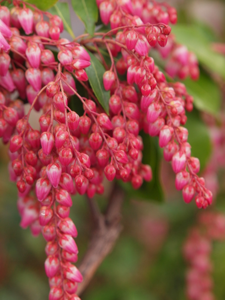 馬酔木 （あせび） －Pieris japonica－_e0248566_2251545.jpg