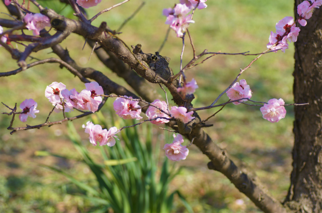 桃の花が咲いているかな_e0267867_18292373.jpg