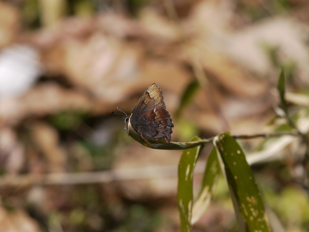 コツバメ　　今年羽化新蝶のひとつめです。　2012.3.25埼玉県_a0146869_21313668.jpg