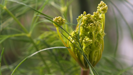 ディルの花 摘花すべきかどうか エンジョイライフ