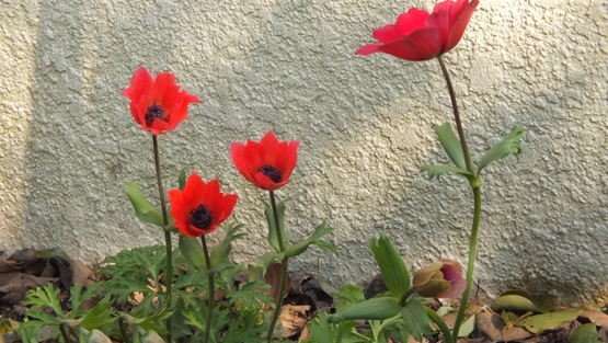 ディルの花 摘花すべきかどうか エンジョイライフ